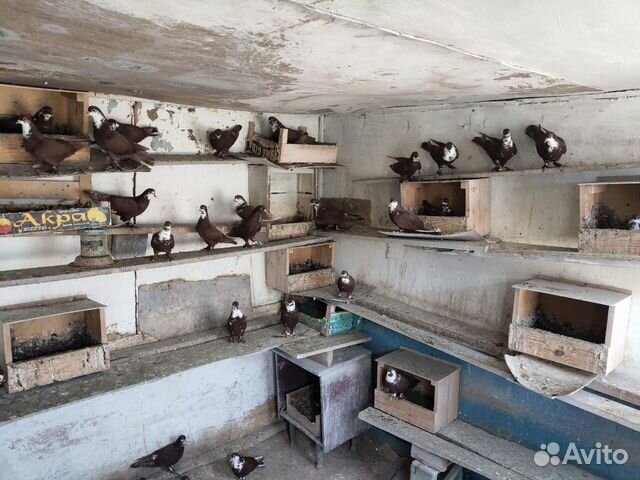 Голуби Артамоны