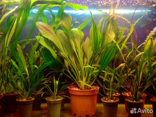 Лучшая коллекция эхинодорусов Екатеринбурга