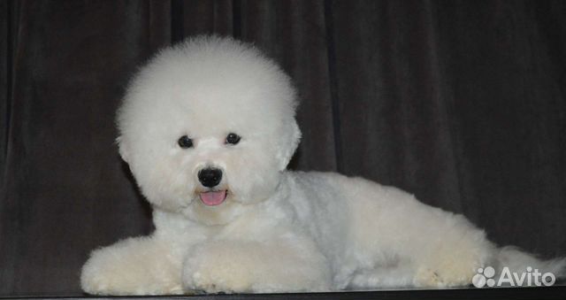 Подрощенная девочка Бишон фризе