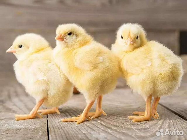 Цыплята бройлеров