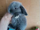 Малыши Крольчата сиамы, голубые, шоколад, рыжие объявление продам