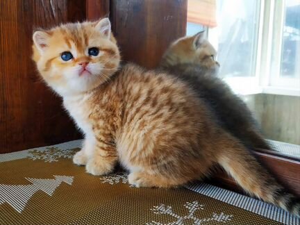 Клубный британец котик