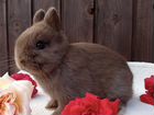 Самые Ласковые Ручные Mini-Кролики из Питомника объявление продам