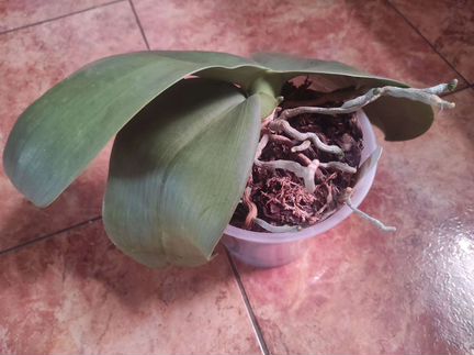 Phalaenopsis gigantea x sib