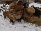 Овцы- Бараны Эдильбай Курдючные объявление продам
