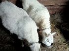 Зааненские козы дойные объявление продам