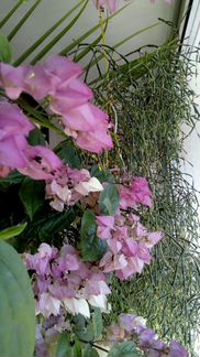 Клеродендрум Томпсона