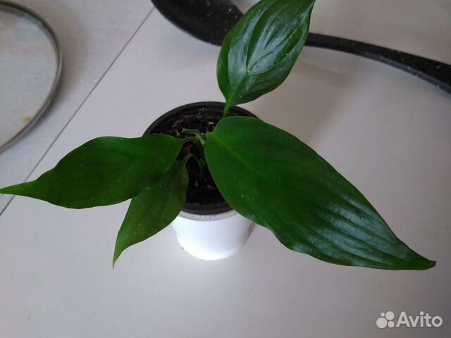 Спацифилум