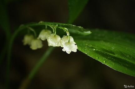 Макро-объективы Leitz Vivitar TEC-55 Nikon EOS GH5