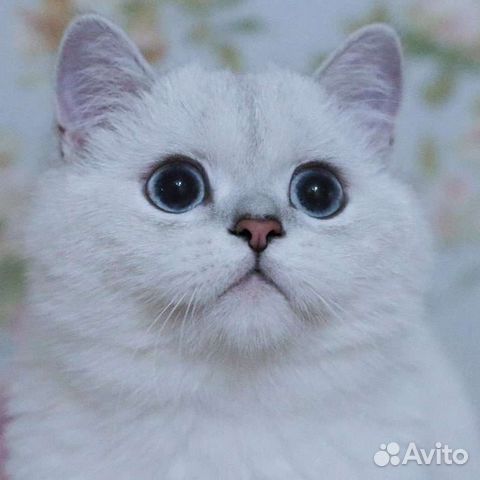 Элитный синеглазый котик