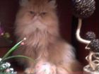 Персидская кошка Экзот