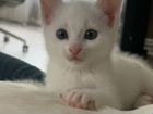 Котенок белый бесплатно объявление продам