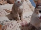 Балинезийские котята объявление продам