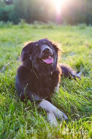 Ищет дом чудесная Тэя