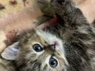 Котята персидская + сибирская