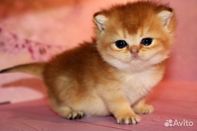 Девочка золотая британская шиншилла Priscilla