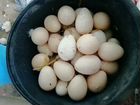 Яйцо индейки. Инкубационное яйцо объявление продам