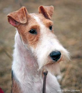 Честный тримминг, породный стриппинг, пэт-стрижки