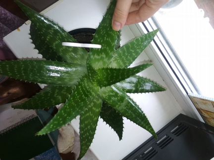 Алоэ-вера толстый лист