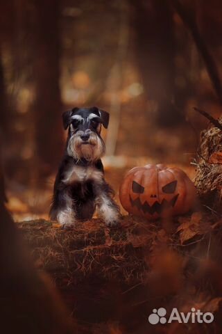 Цвергшнауцер вязка