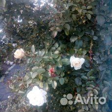 Роза плетистая. 2 куста.Белая