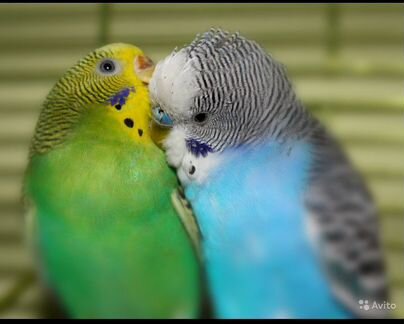 Волнистые попугаи от 1 месяца