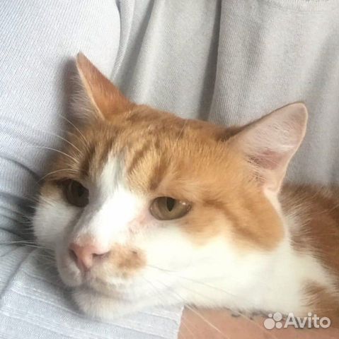 Рыжик ищет дом