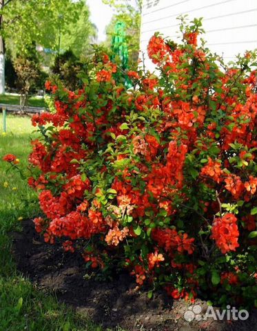 Хвойные, фруктовые и цветущие растения