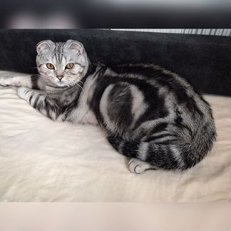 Шотландский вислоухий кот на вязку