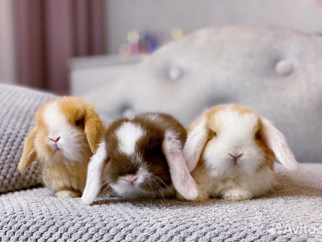 Карликовые кролики, клетки