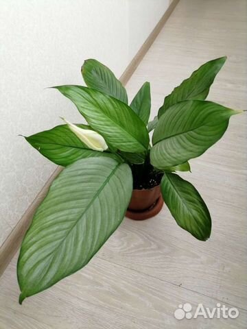 Спатифиллум Джемини(Gemini