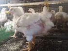Цыплята бройлеры подрощенный живым весом объявление продам