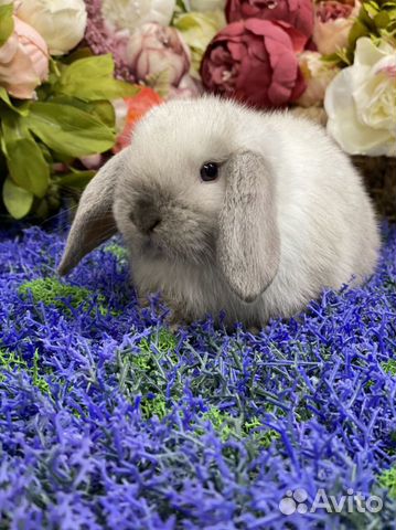 Кролик минилоп