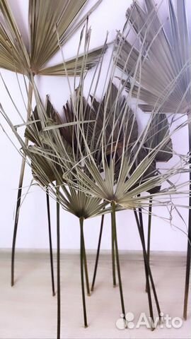 Пальмовые листья