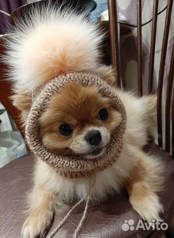 Одежда для маленьких собачек