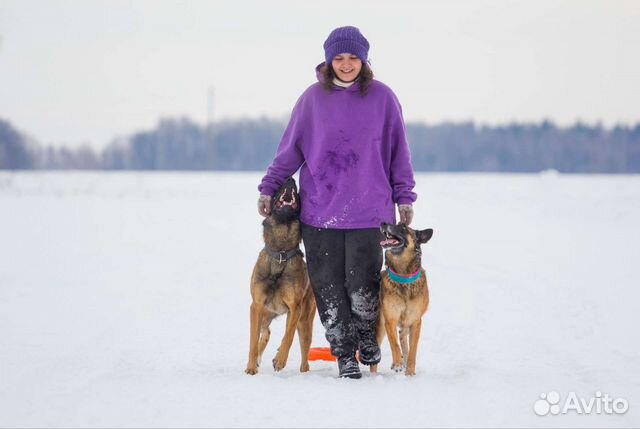 Кинолог, дрессировка собак