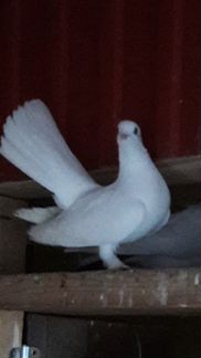 Белые голуби