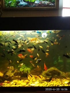 Аквариумные рыбки: гуппи, моллинезии, меченосцы