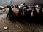 Овцы бараны ягнята от 5000 объявление продам