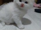 Турецкая кошка ангора