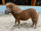 Мини Шотландская пони, mini scottish pony