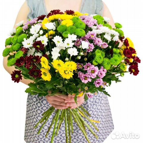 Хризантема кустовая