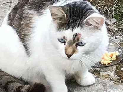 Голубоглазый брошенный котик с дач