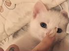 Котята породы Ангора объявление продам