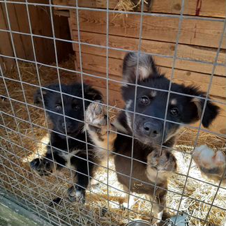 Щенки дворняжки или метисы