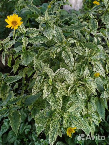 Гелиопсис многолетний