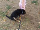 Немецкая овчарка бесплатно щенок объявление продам