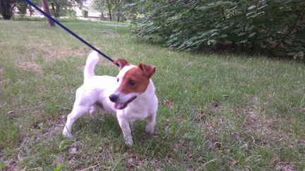 Джек Рассел Терьер приглашает на вязку