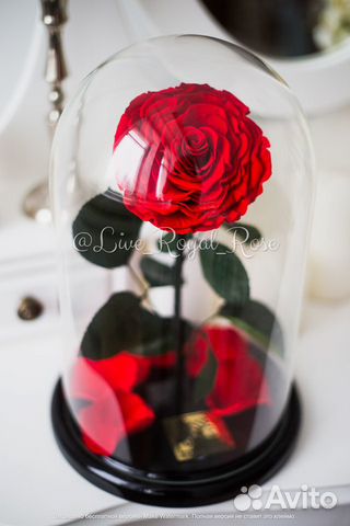 Роза в колбе Самара Хит Сезона