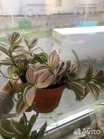 Традесканция